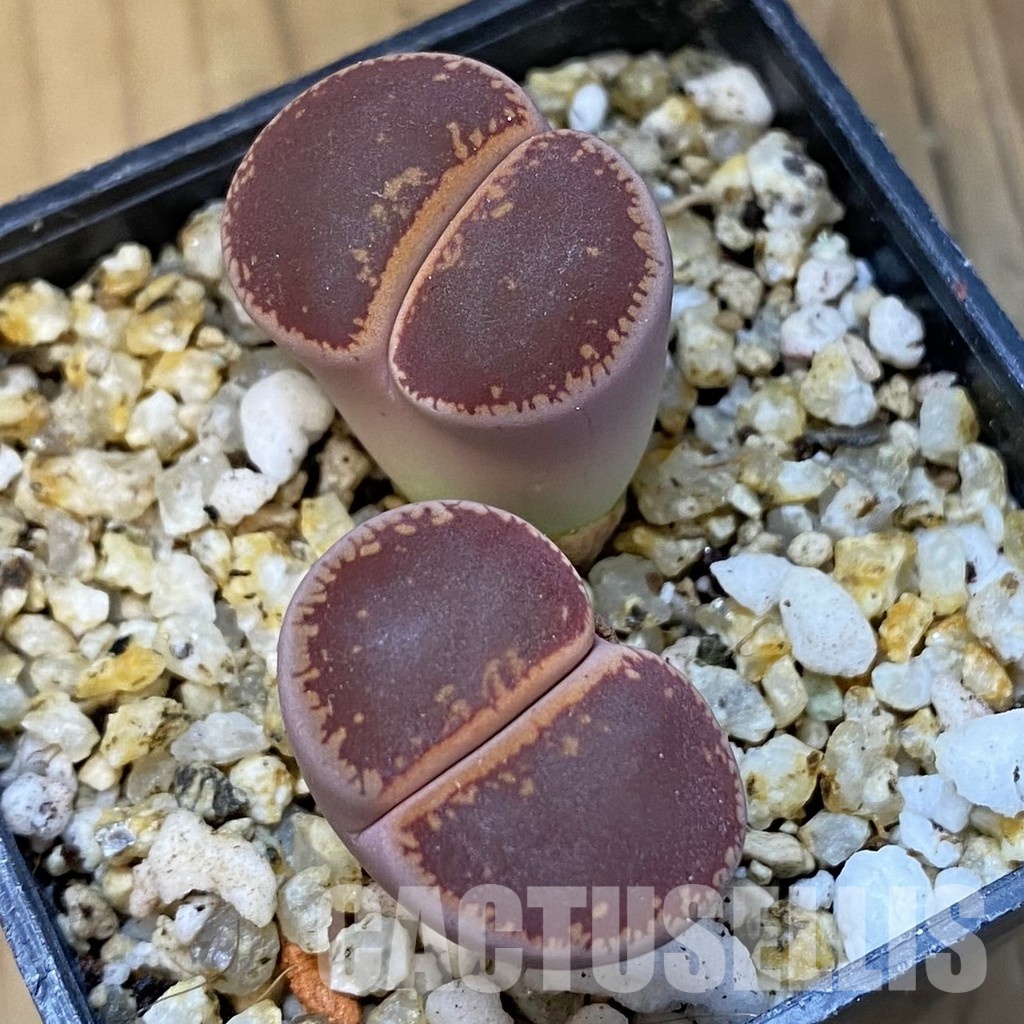 SH31484 Lithops aucampiae ‘Kokerboom' - Image 2