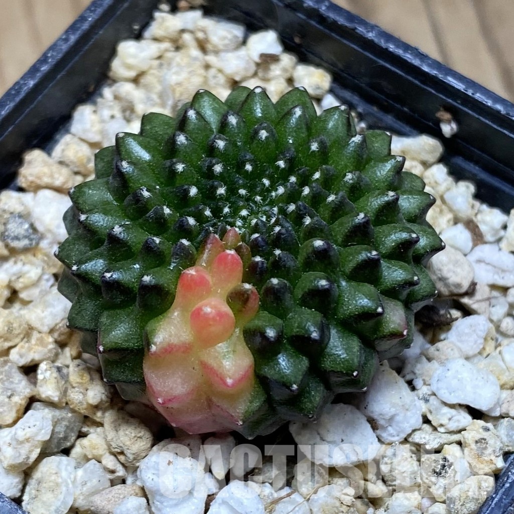 SH31540 Gymnocalycium mihanovichii ‘inermis’ f. variegata, seedling