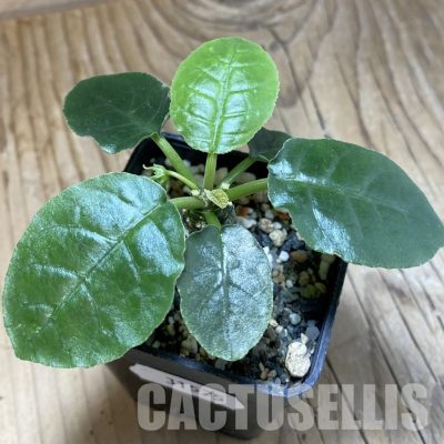 SH31575 Dorstenia foetida