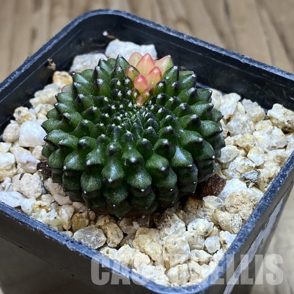 SH31540 Gymnocalycium mihanovichii ‘inermis’ f. variegata, seedling - Image 2