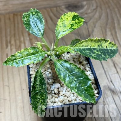 SH31576 Dorstenia hybrid f. variegata