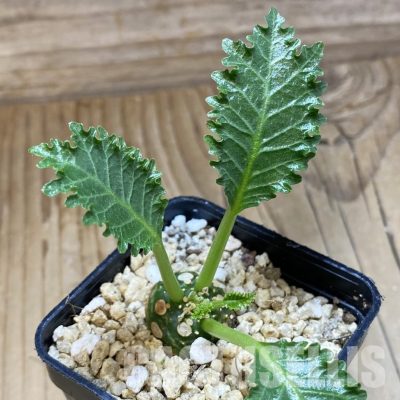 SH31578 Dorstenia horwoodii
