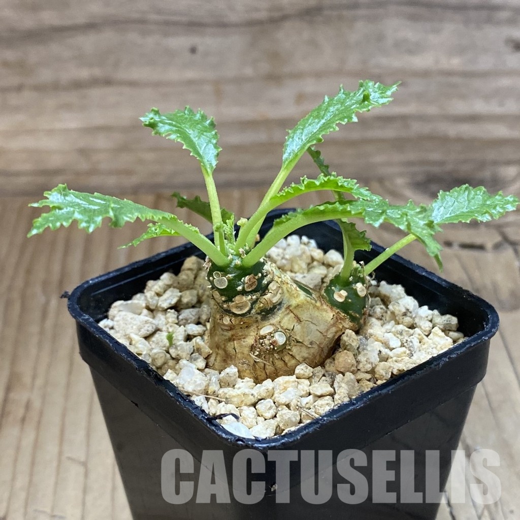 SH31579 Dorstenia horwoodii - Image 2