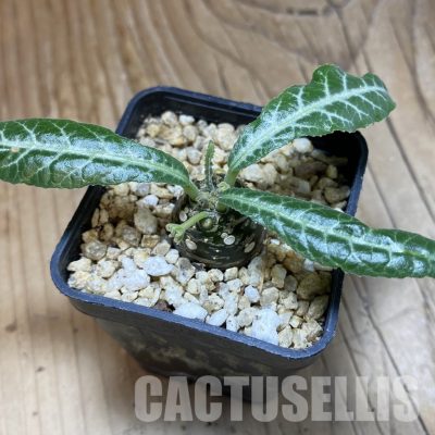SH31580 Dorstenia lancifolia