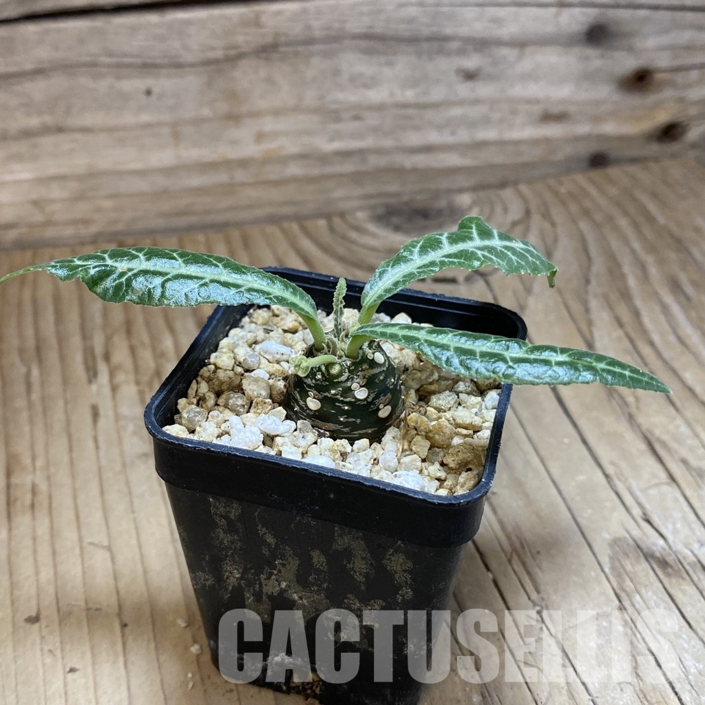 SH31580 Dorstenia lancifolia - Image 2