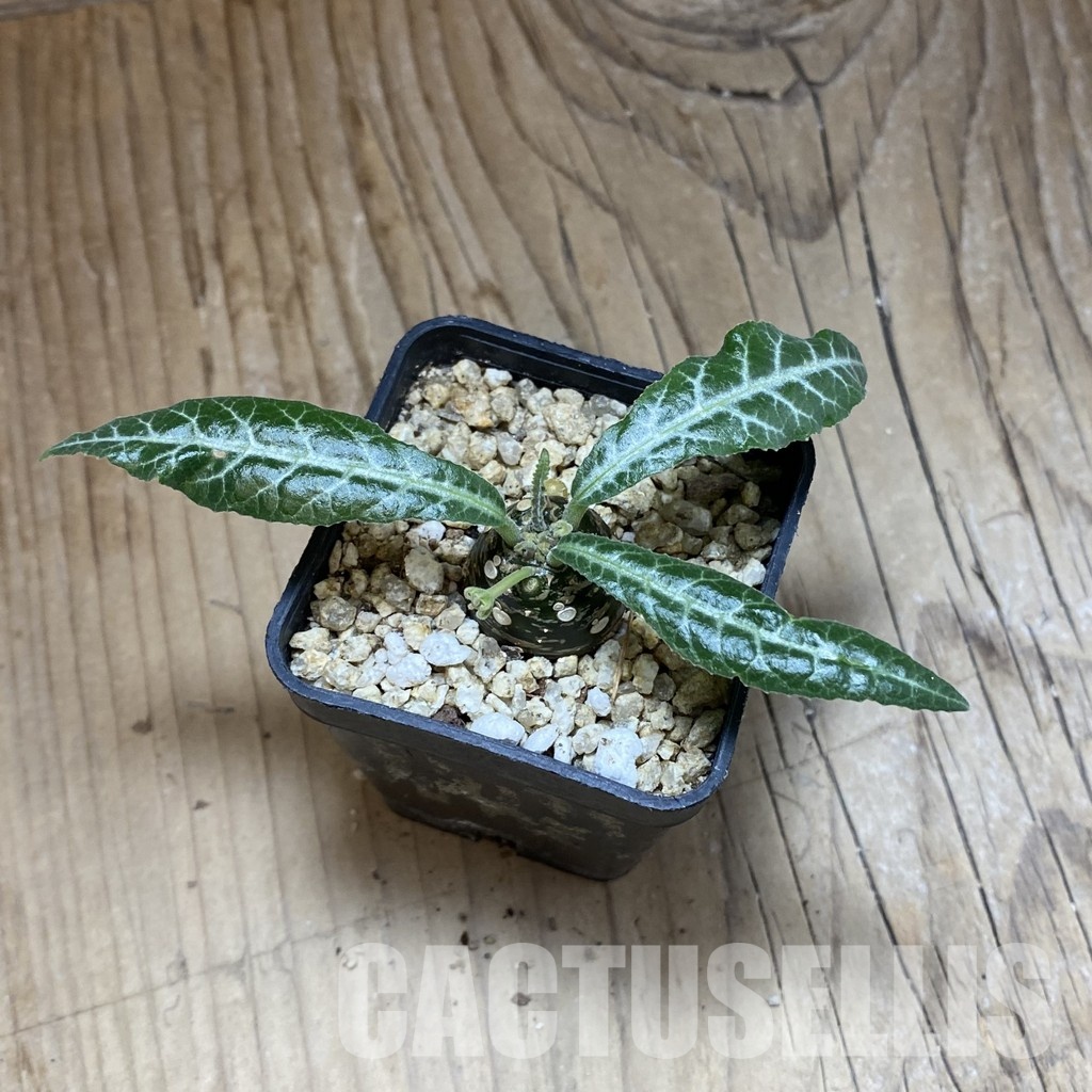 SH31580 Dorstenia lancifolia - Image 3