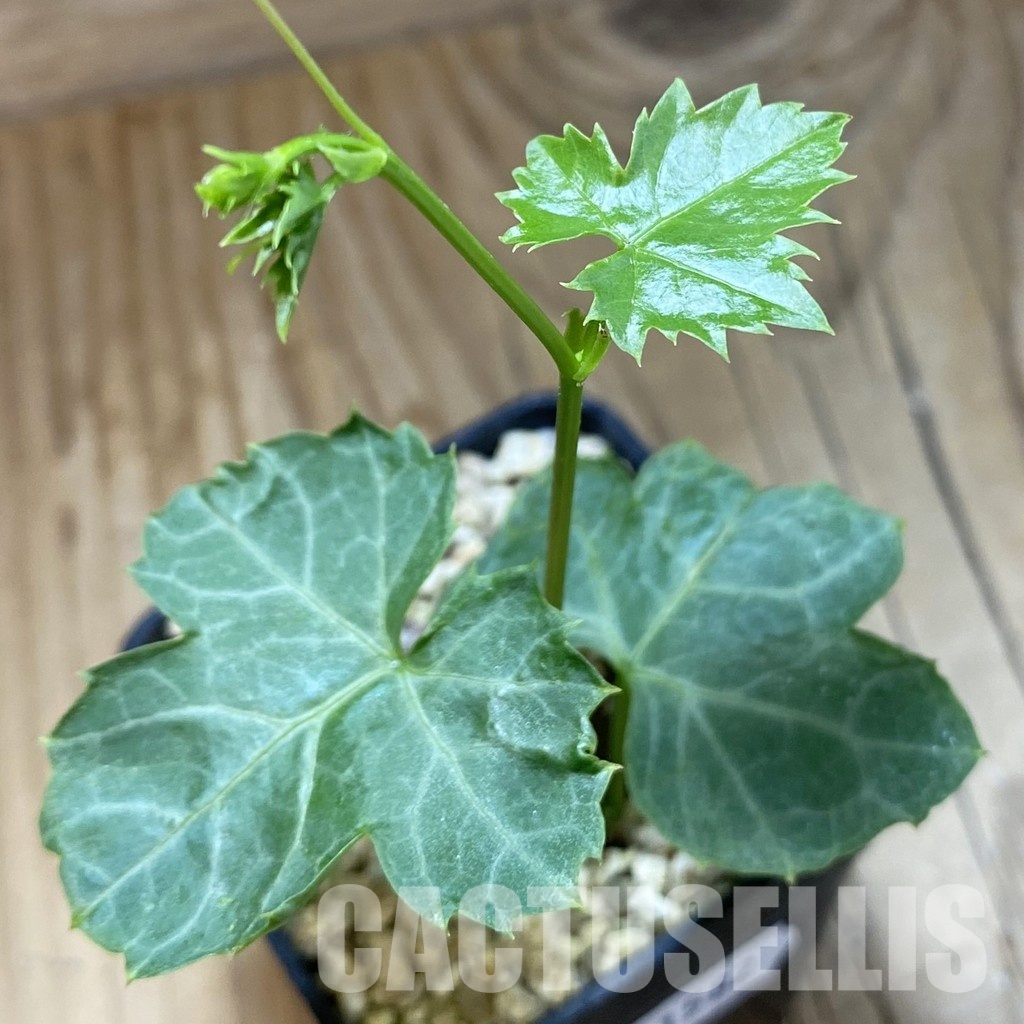 SH31582 Cissus trifoliata