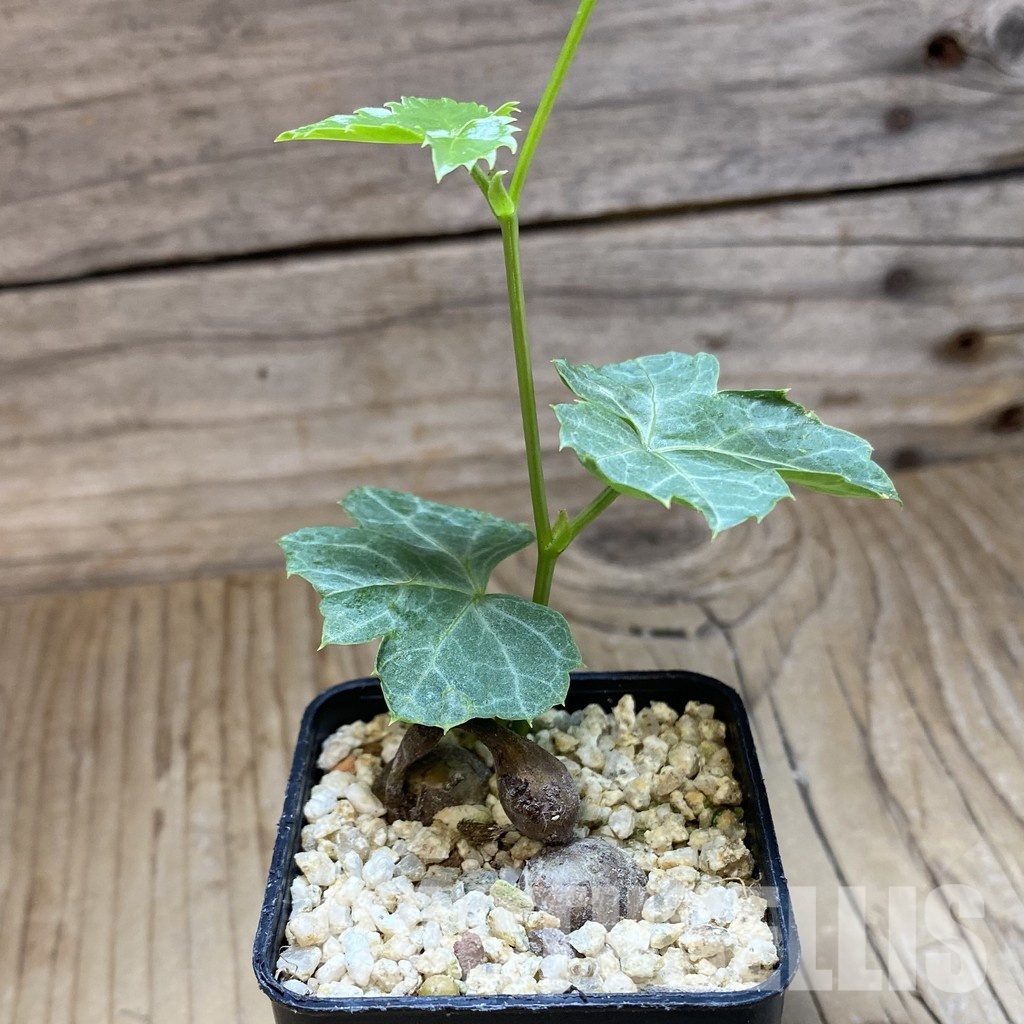 SH31582 Cissus trifoliata - Image 2