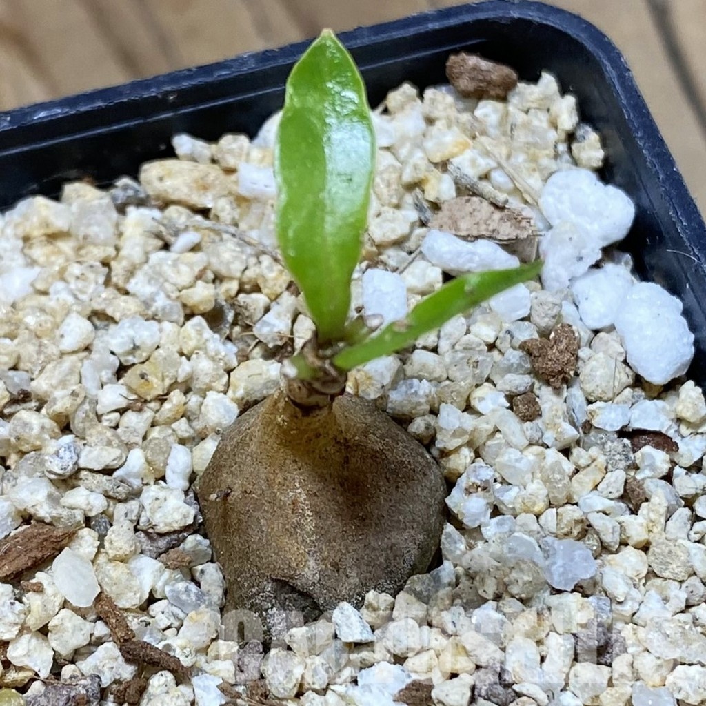 SH31585 Myrmecodia tuberosa