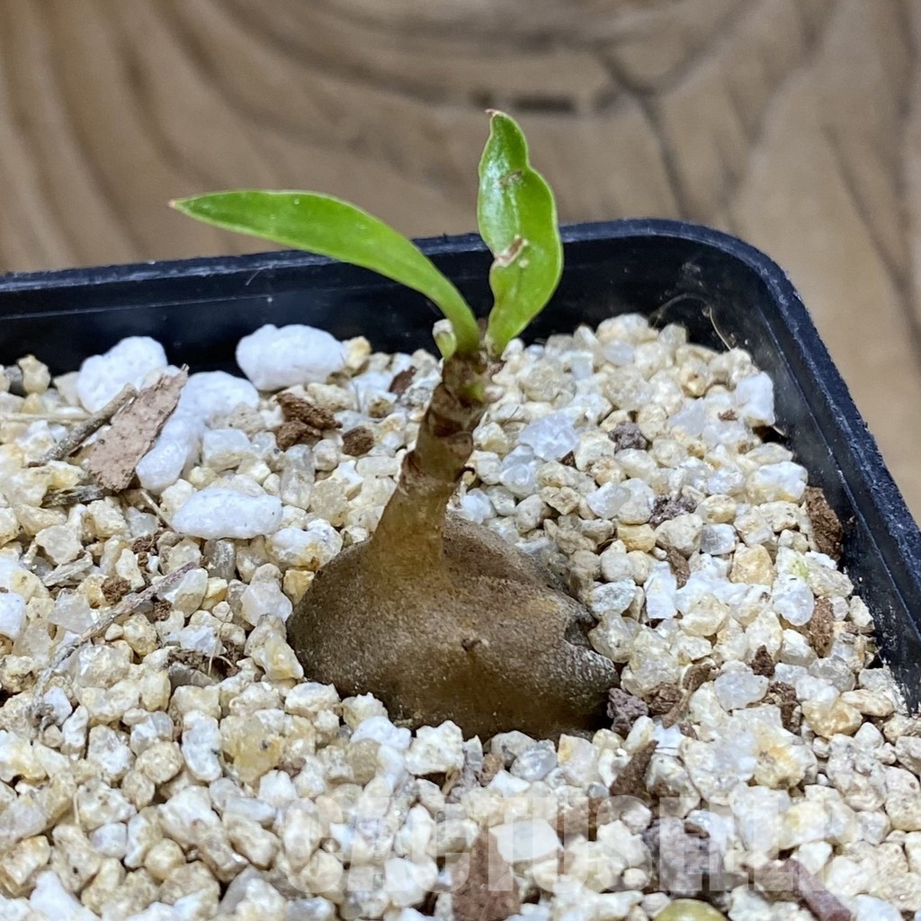 SH31585 Myrmecodia tuberosa - Image 2