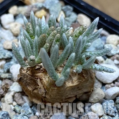 SH31588 Avonia alstonii