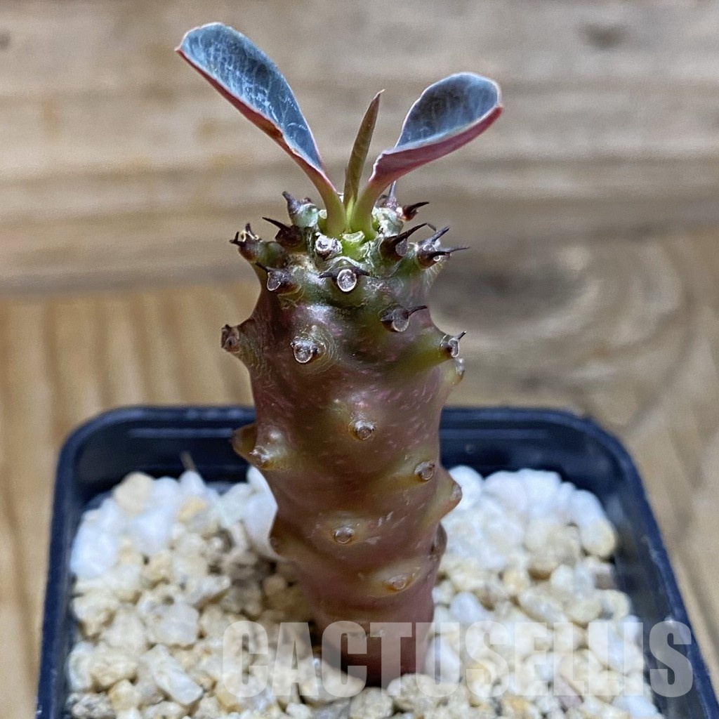 SH31589 Euphorbia pachypodioides