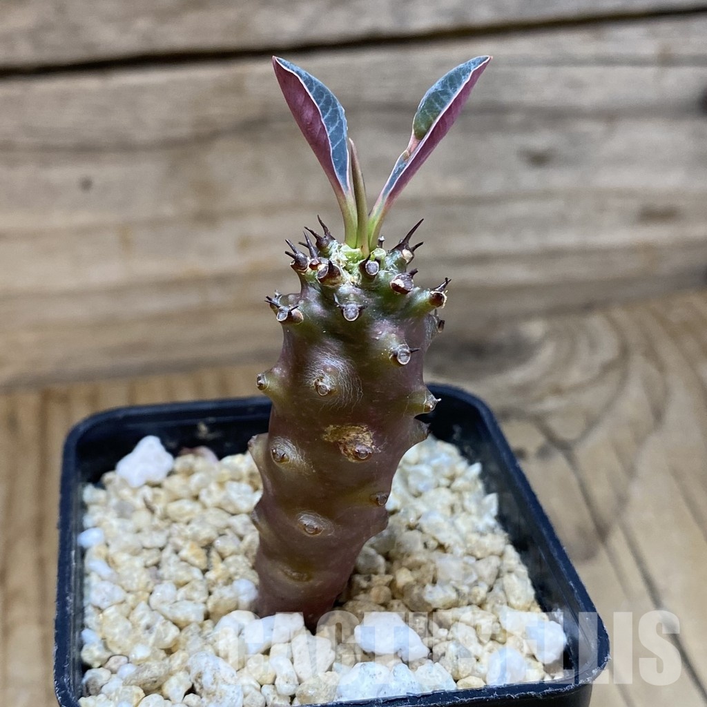 SH31589 Euphorbia pachypodioides - Image 2