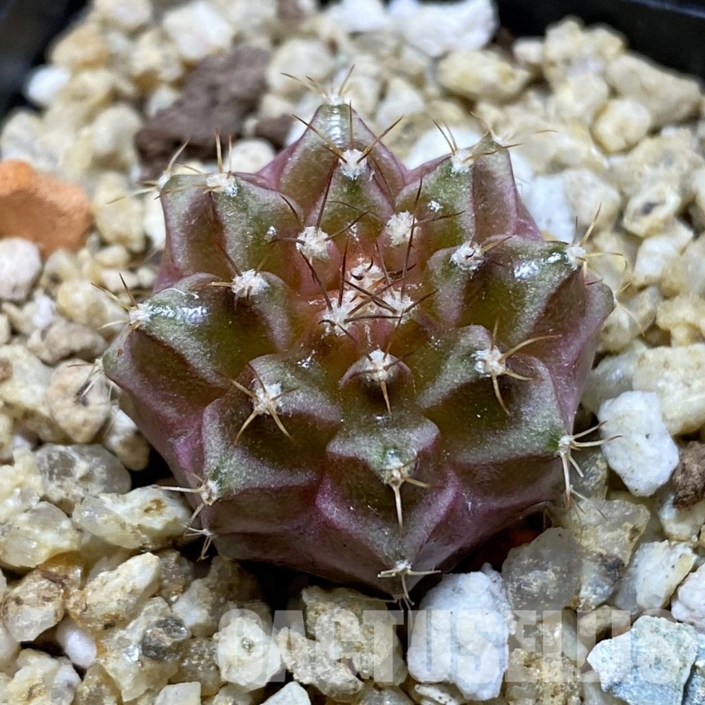 SH31542 Gymnocalycium mihanovichii ‘Neon’ hybrid