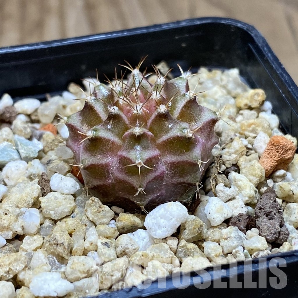 SH31542 Gymnocalycium mihanovichii ‘Neon’ hybrid - Image 2