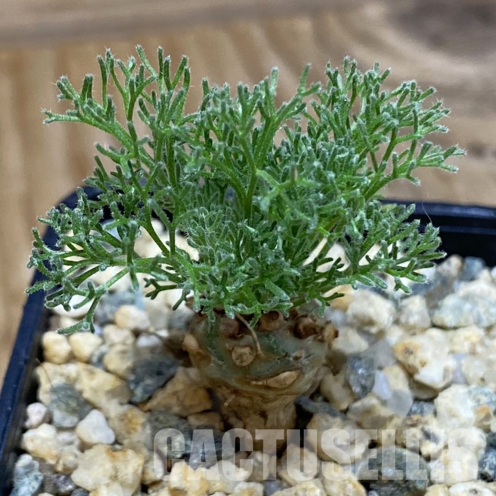 SH31599 Sarcocaulon peniculinum