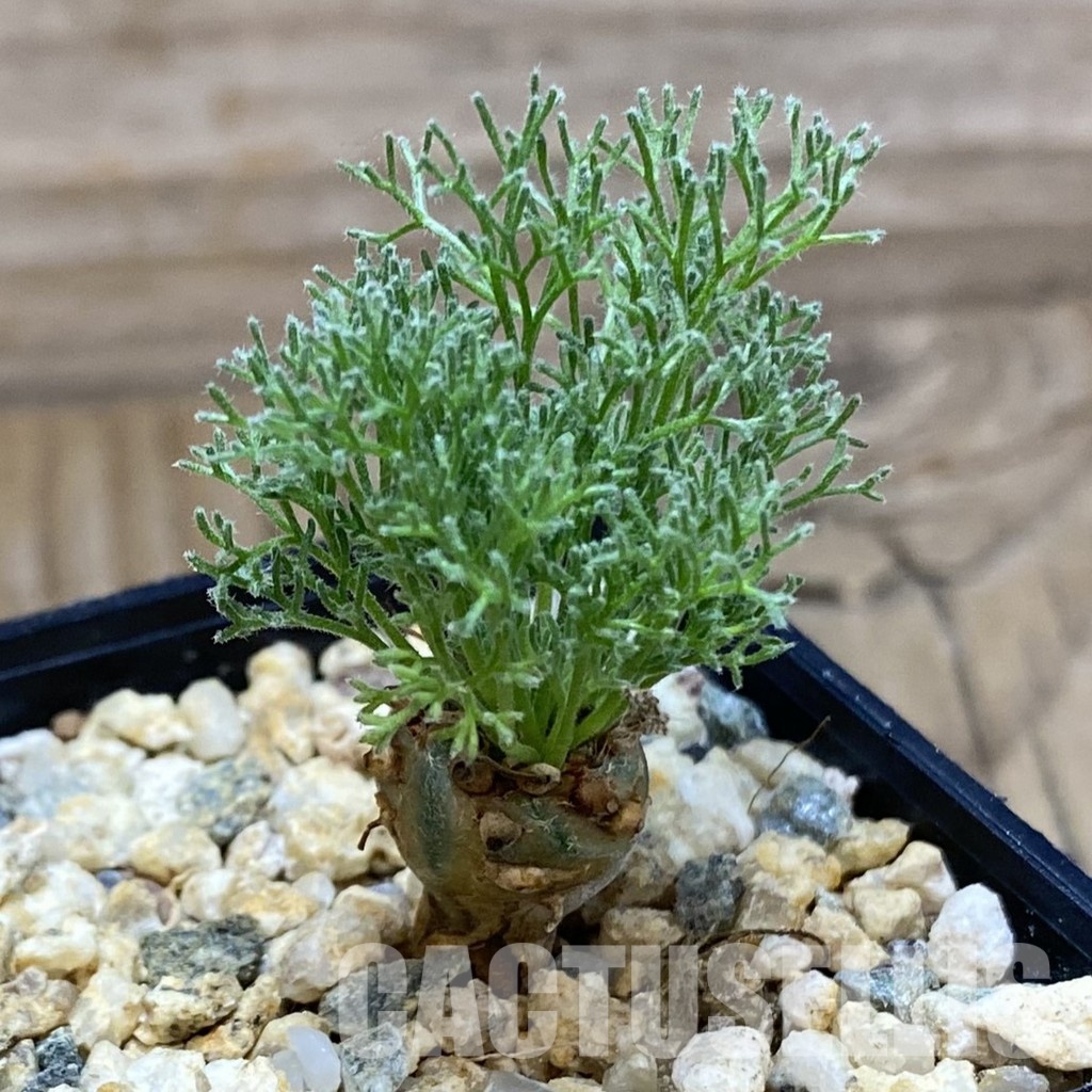 SH31599 Sarcocaulon peniculinum - Image 2
