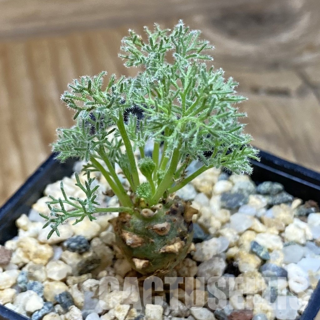 SH31600 Sarcocaulon peniculinum