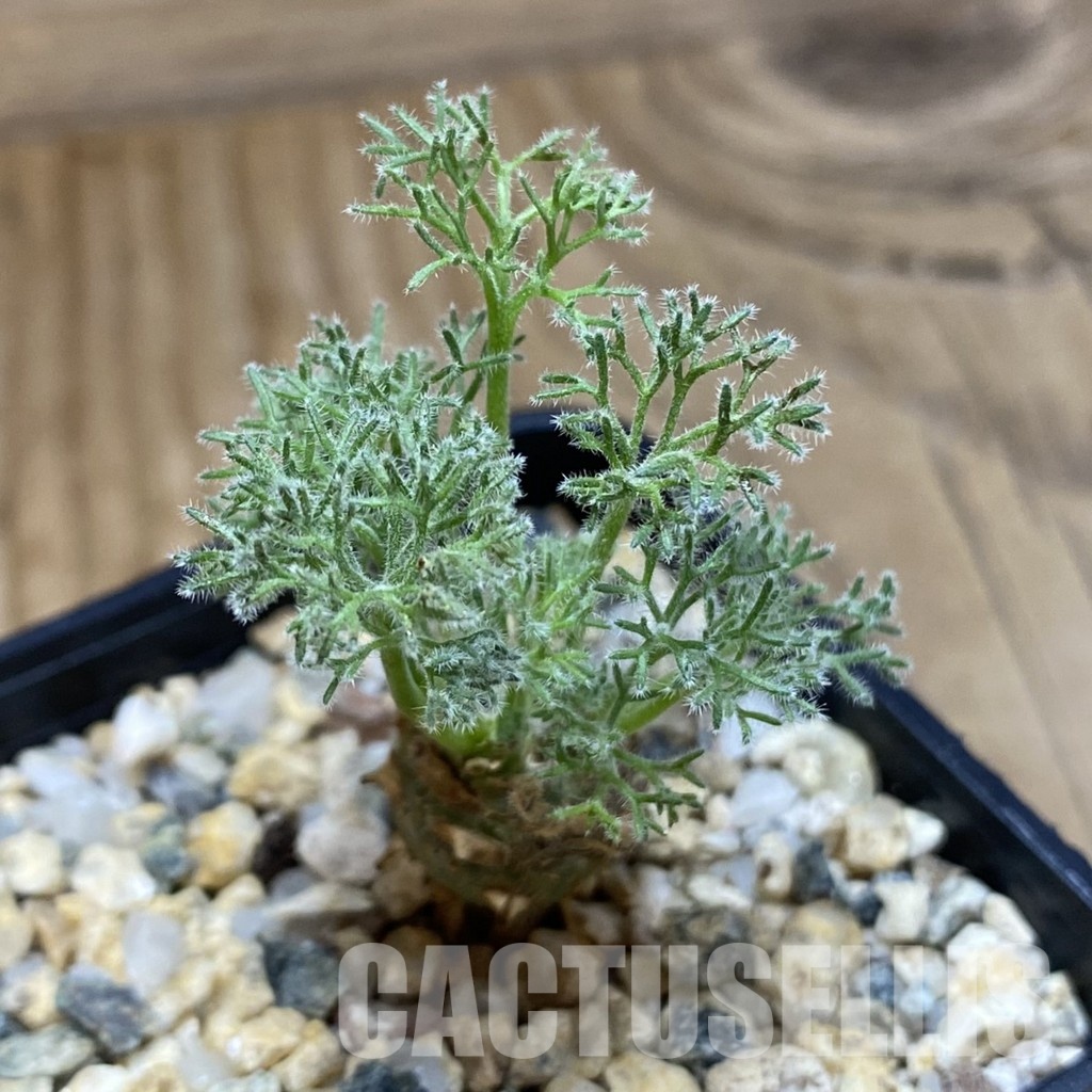 SH31600 Sarcocaulon peniculinum - Image 2