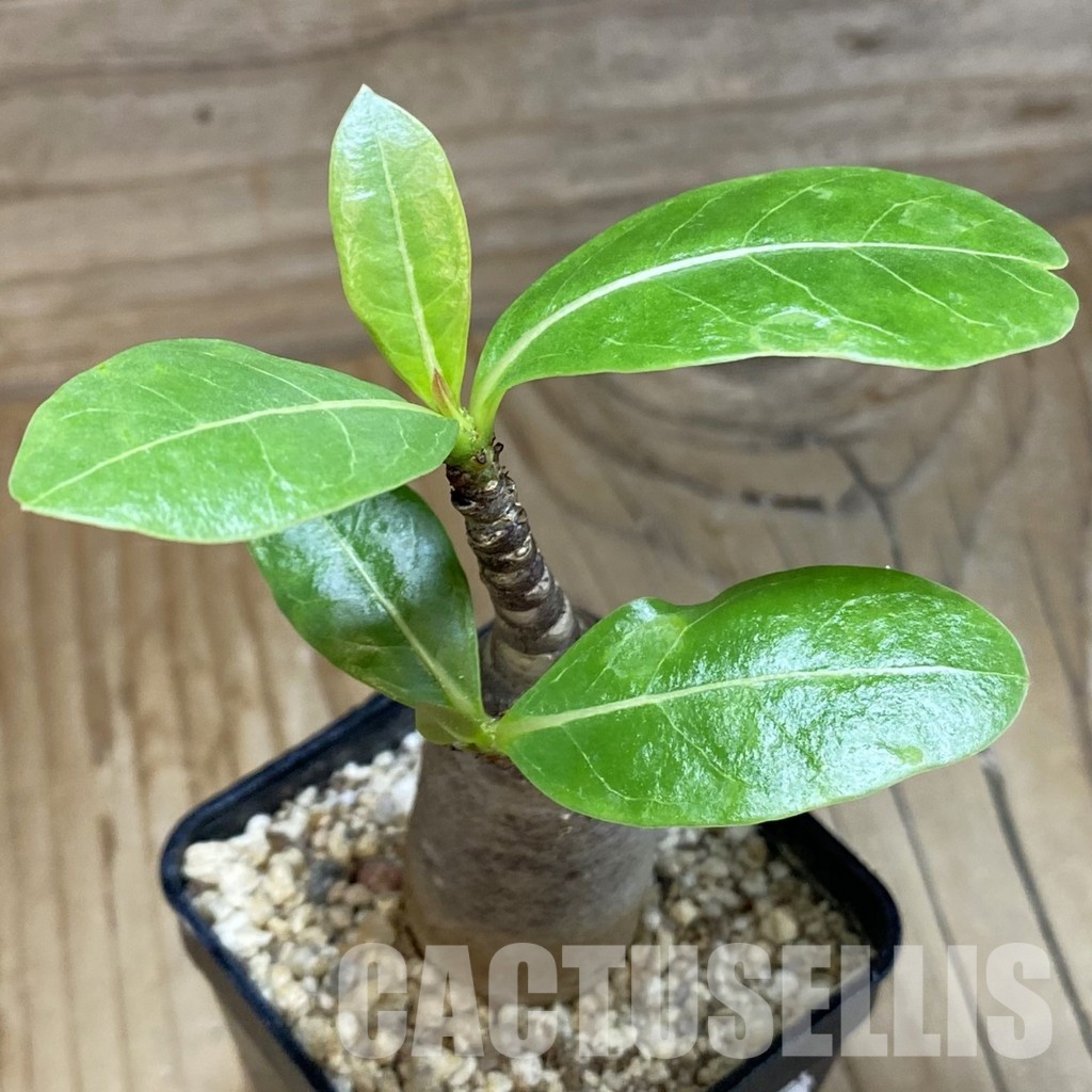 SH31601 Adenium arabicum ‘Black Body’