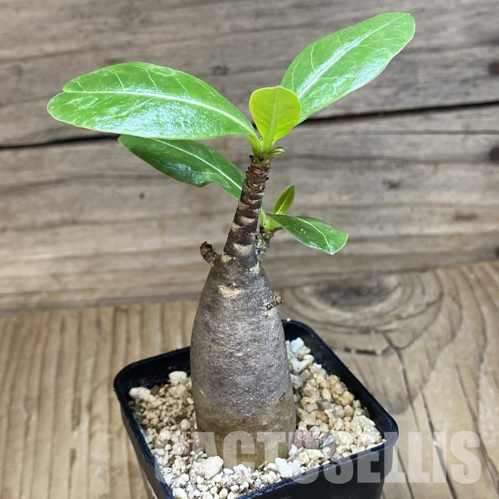 SH31601 Adenium arabicum ‘Black Body’ - Image 2