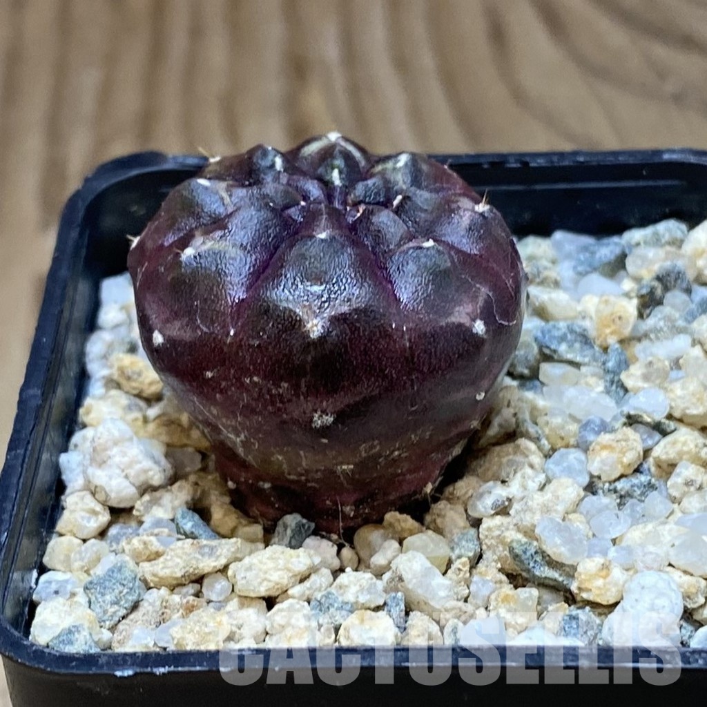 SH31543 Gymnocalycium mihanovichii ‘Day Dream’, seedling - Image 2