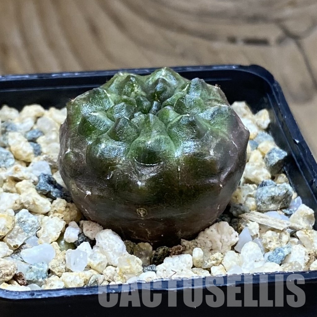 SH31544 Gymnocalycium mihanovichii ‘Day Dream’, seedling - Image 2