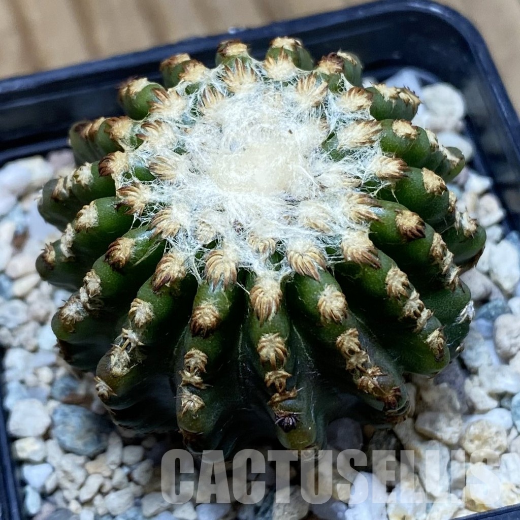 SH31545 Discocactus horstii