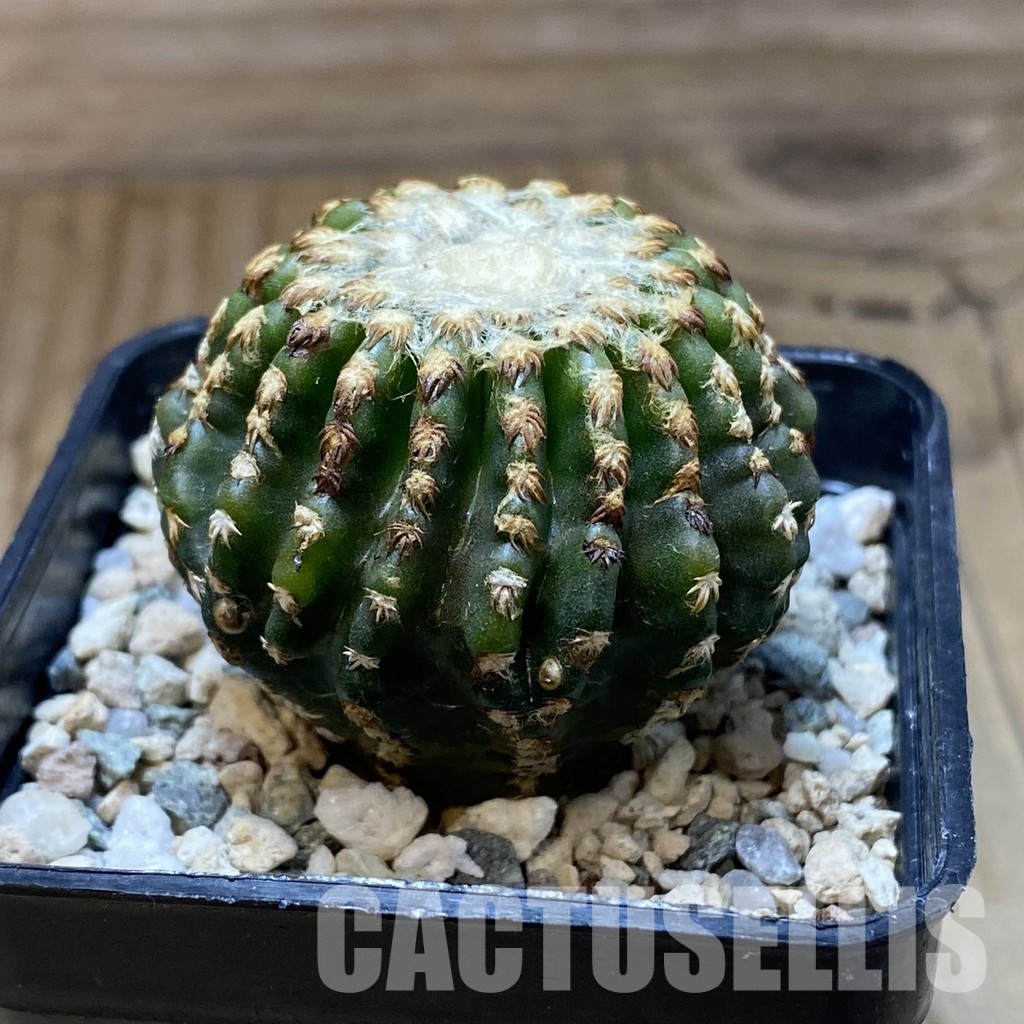 SH31545 Discocactus horstii - Image 2