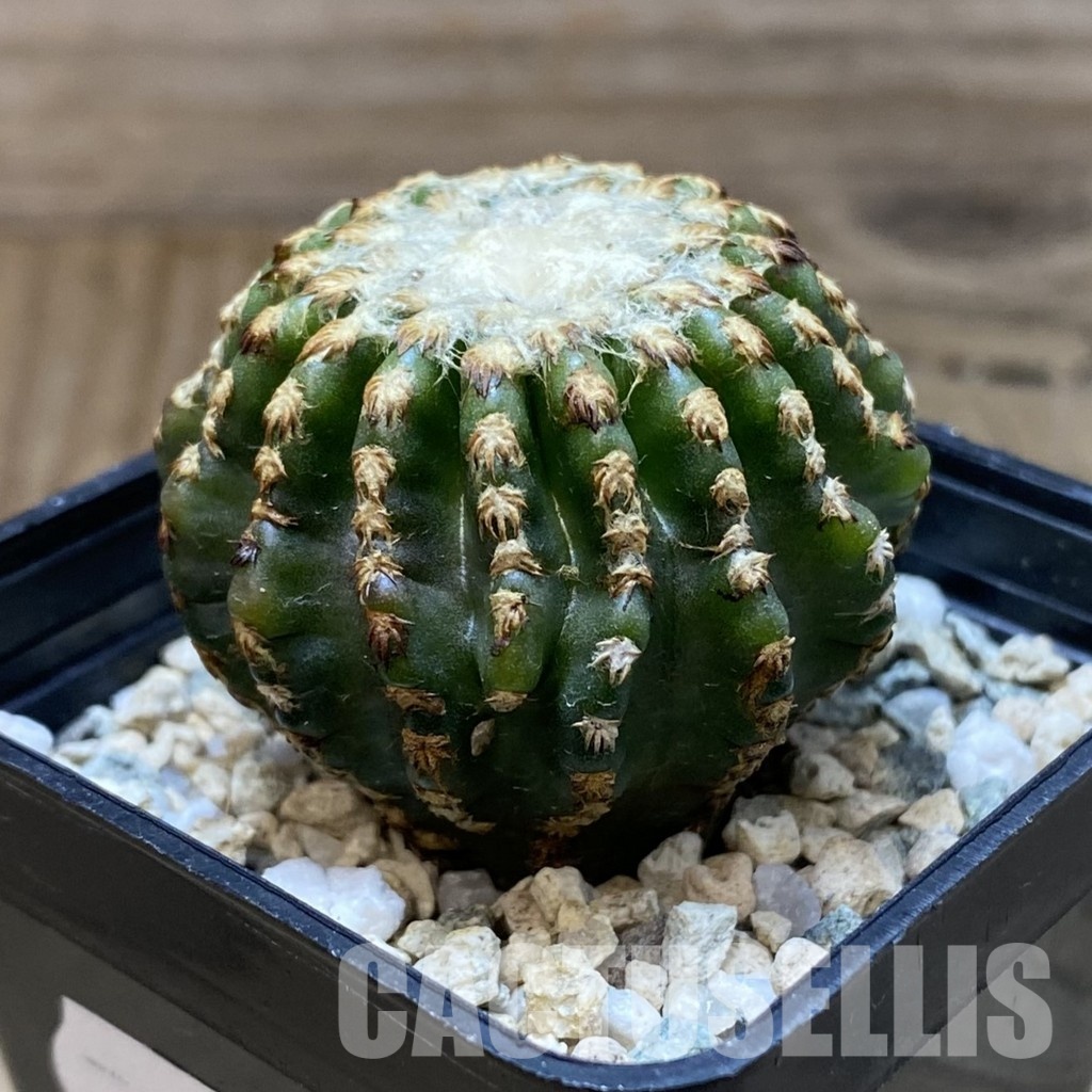 SH31545 Discocactus horstii - Image 3