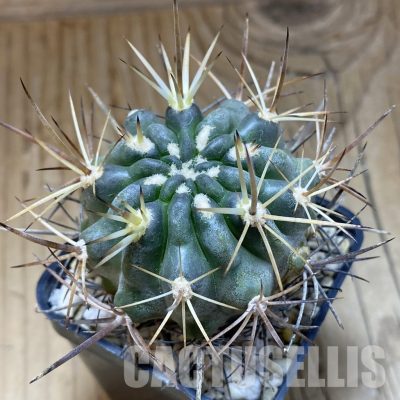 SH31546 Eriosyce curvispina