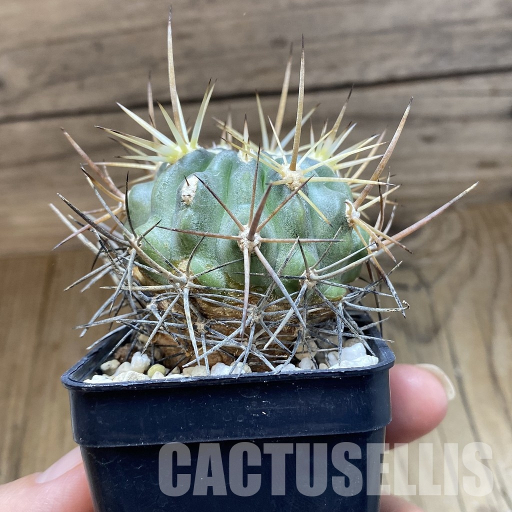 SH31546 Eriosyce curvispina - Image 3