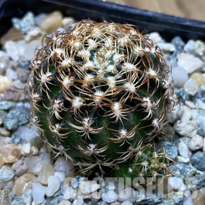 SH31547 Lobivia pusilla v. flaviflora
