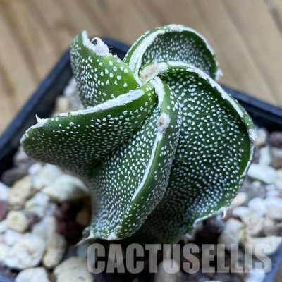 SH31550 Astrophytum ornatum hybrid