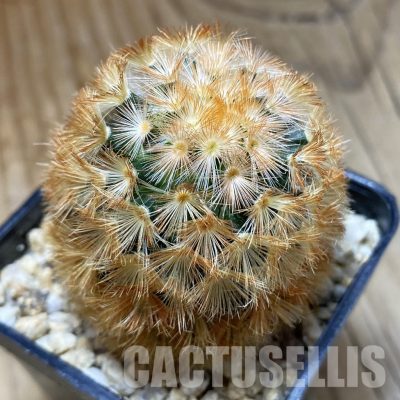 SH31552 Mammillaria carmenae hybrid