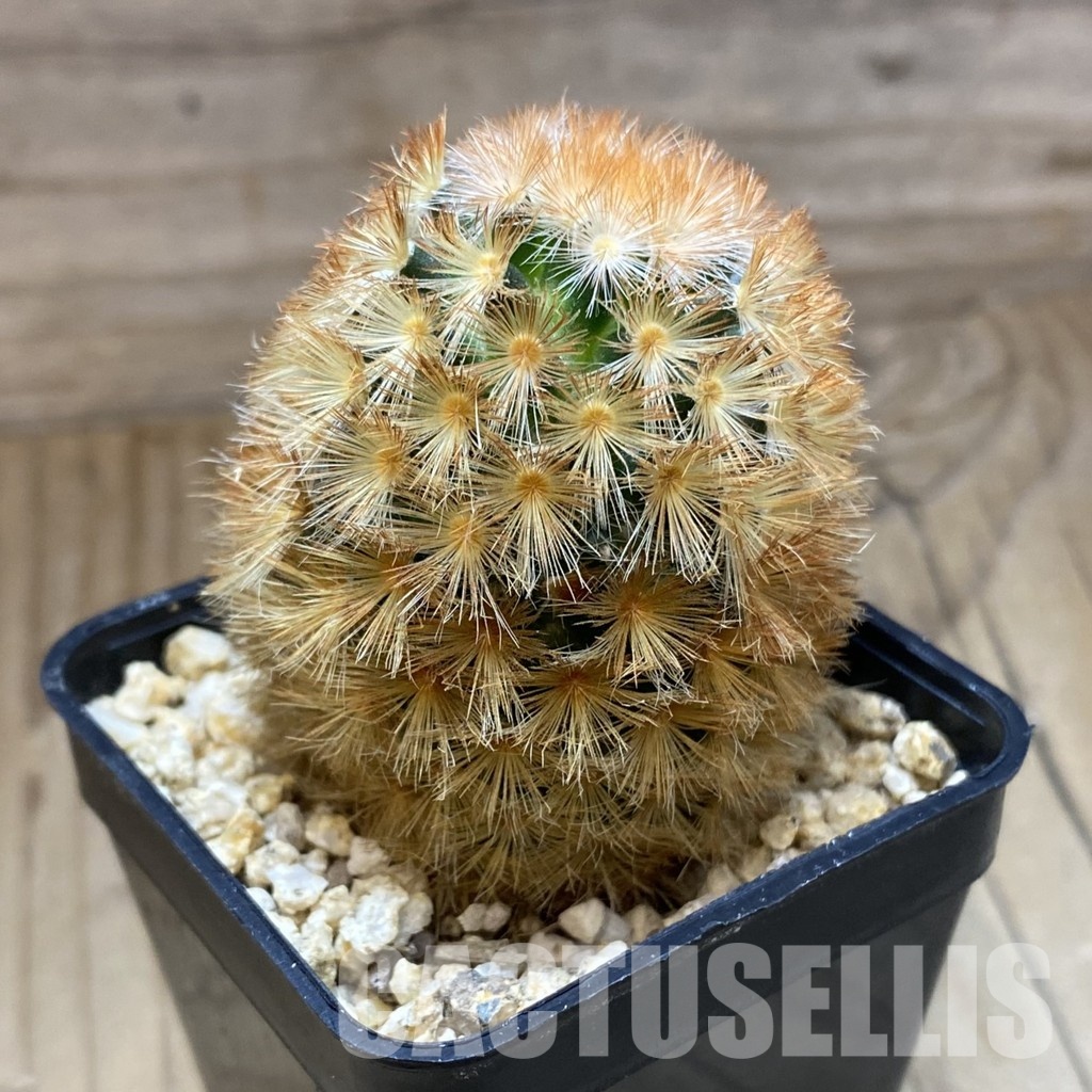SH31552 Mammillaria carmenae hybrid - Image 2