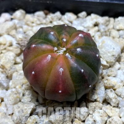 SH31556 Astrophytum asterias ‘Red Purple Skin’ f. variegata