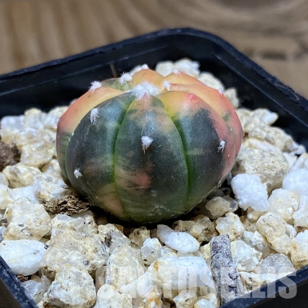 SH31557 Astrophytum asterias ‘Red Purple Skin’ f. variegata - Image 2
