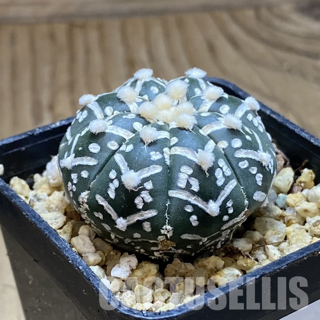 SH31562 Astrophytum asterias ‘Super Kabuto’ V-type f. nudum - Image 2