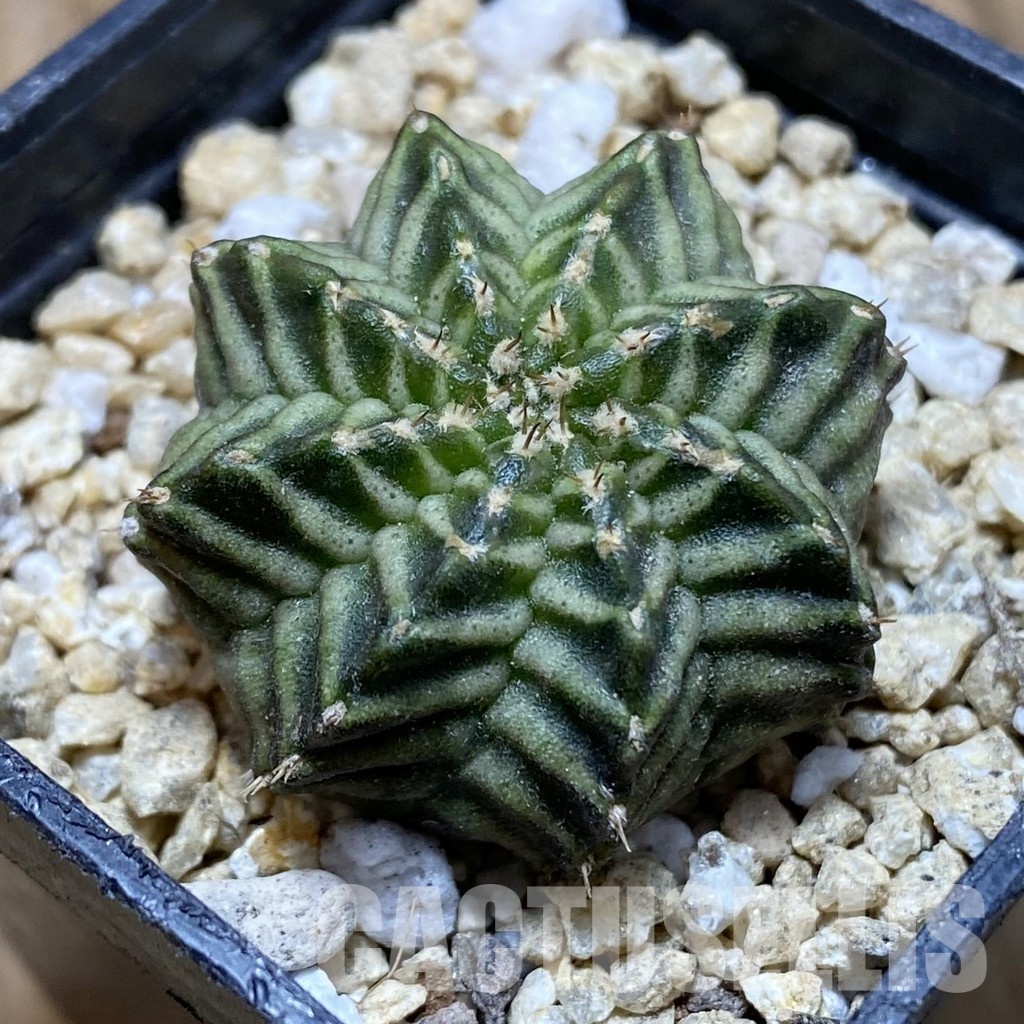 SH31539 Gymnocalycium mihanovichii 'Kanomchan'