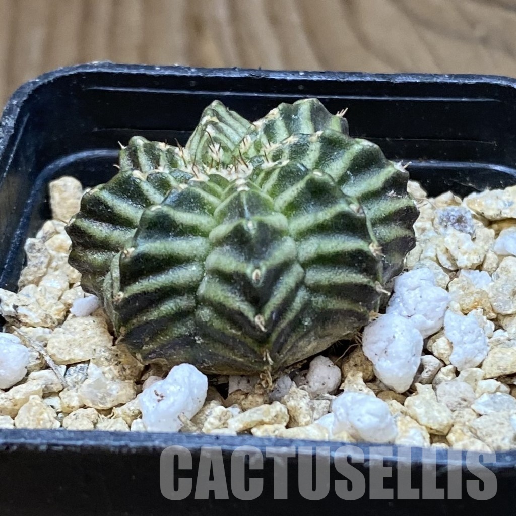 SH31539 Gymnocalycium mihanovichii 'Kanomchan' - Image 2