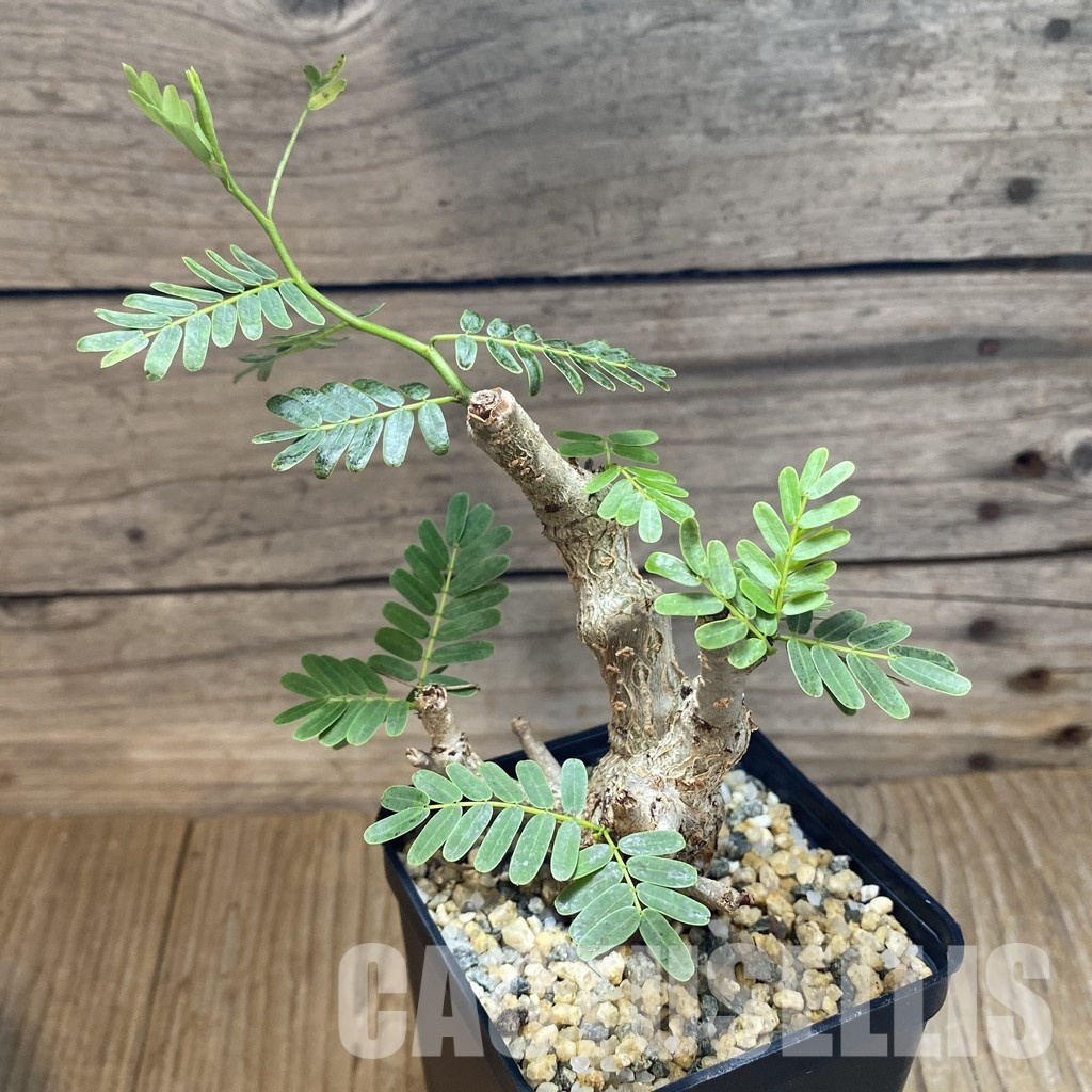 SH31568 Senna meridionalis - Image 2
