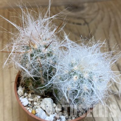 SH31706 Oreocereus trollii, seedling 2 plants