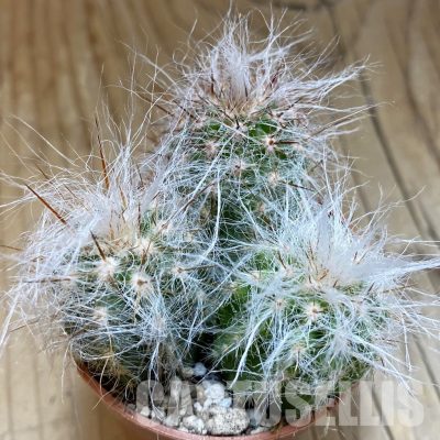 SH31707 Oreocereus trollii, seedling 3 plants