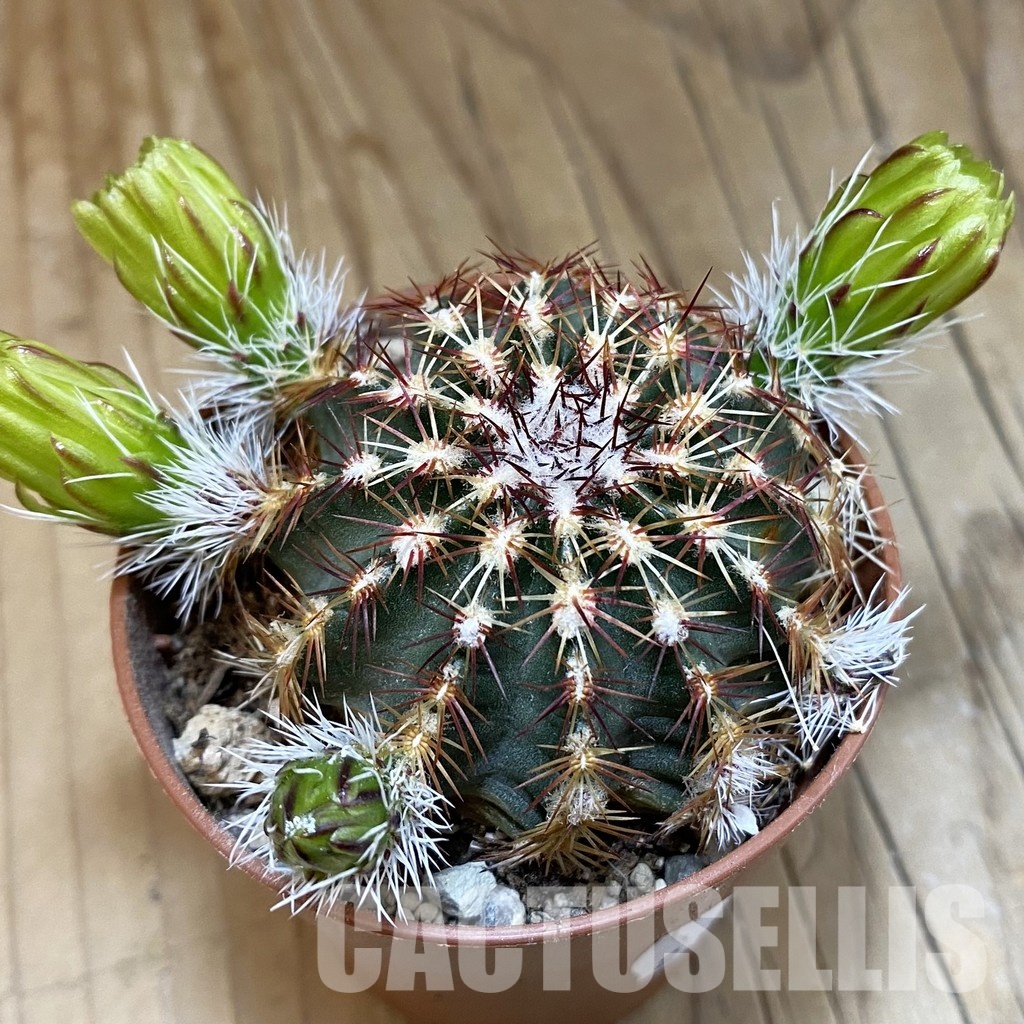 SH31708 Echinocereus viridiflorus