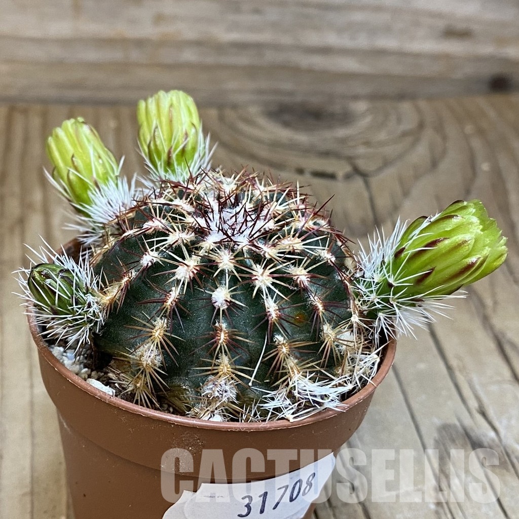 SH31708 Echinocereus viridiflorus - Image 2