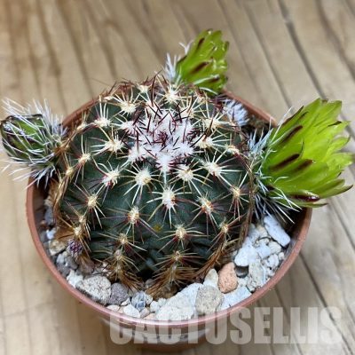 SH31710 Echinocereus viridiflorus