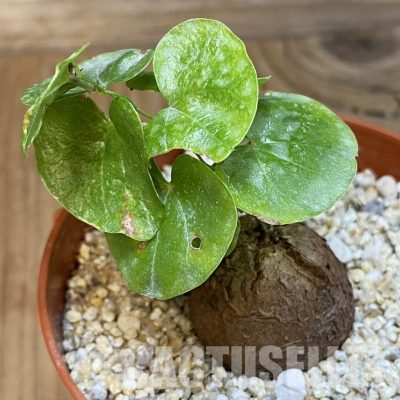 SHND31716 Dioscorea elephantipes