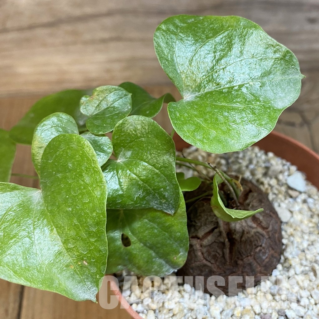 SH31717 Dioscorea elephantipes