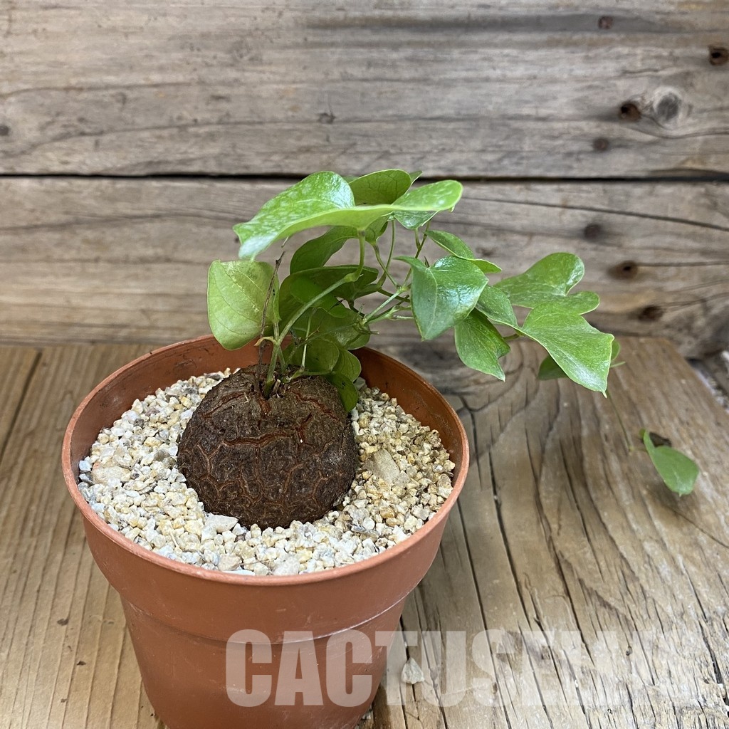 SH31717 Dioscorea elephantipes - Image 2